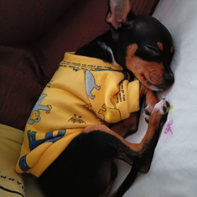 Xs Hundekleidung für kleine Hu – Winter Clothing For Toddlers Bewertung und Preis